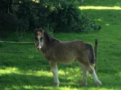 Foal found on Bolesworth Road
