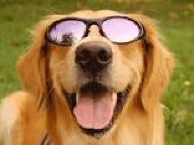 dog in sunglasses