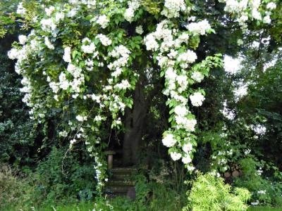 kiftsgate-rose-tree-tattenhall-gardenista-e1471357602368