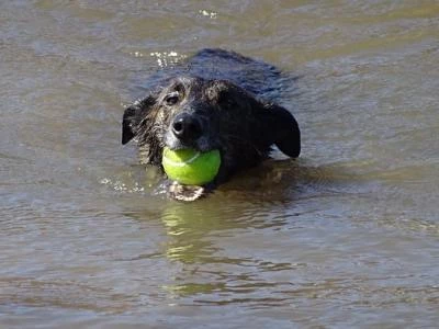 a-dog-retrieves-a-ball