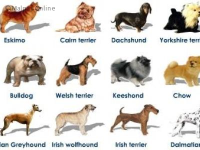 A picture of some Dog Breeds