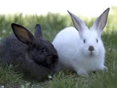 black rabbit and white rabbit