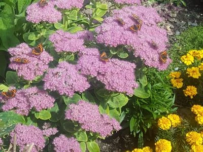 Butterflies on Sedum