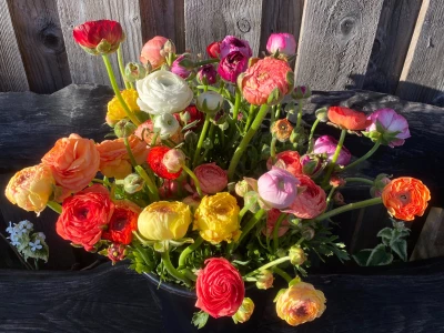 siddorn flowers1