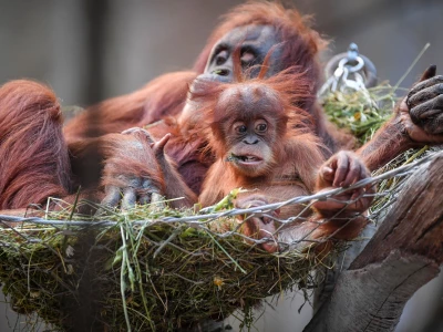 chester-zoo-orangutan-baby-animals-island