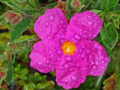 ~Rs01235