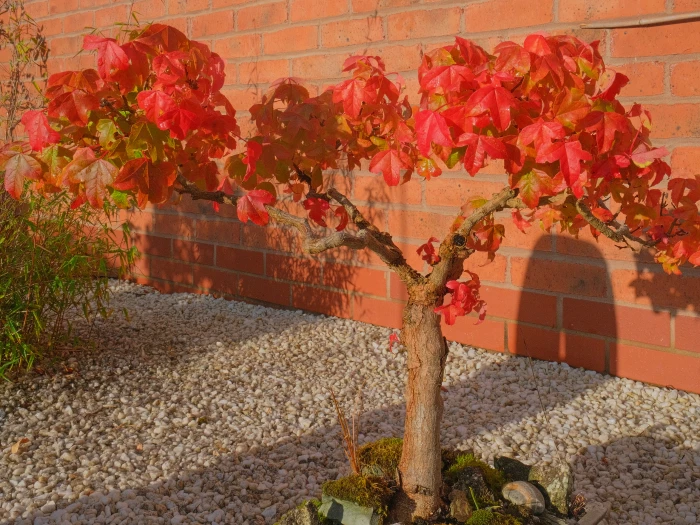 rr bonsai maple F4379