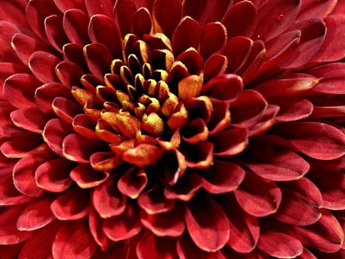 Chrysanthemum, flower wallpaper, beautiful flowers