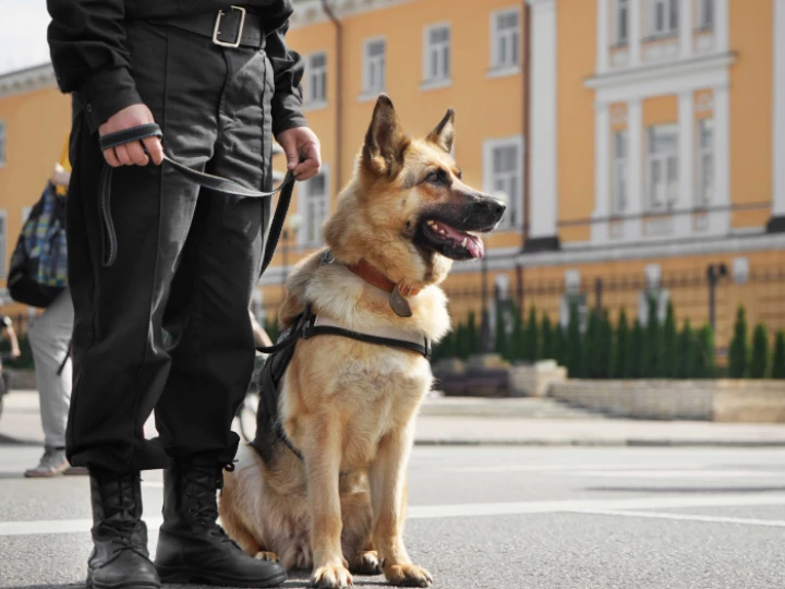 working dog