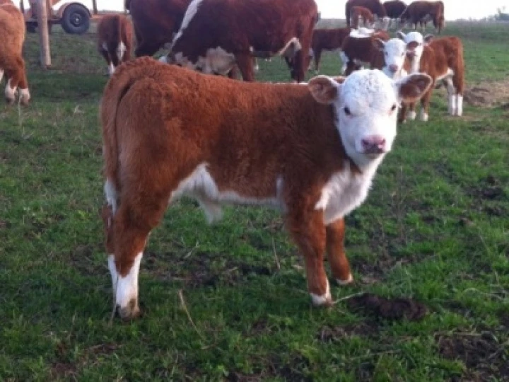 Cow 2