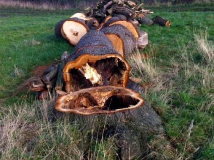 Fallen Oak – Feb 2016