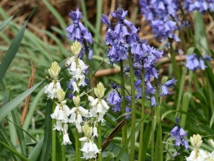Blue&White Bells WEB