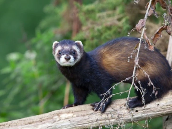 polecat-9094