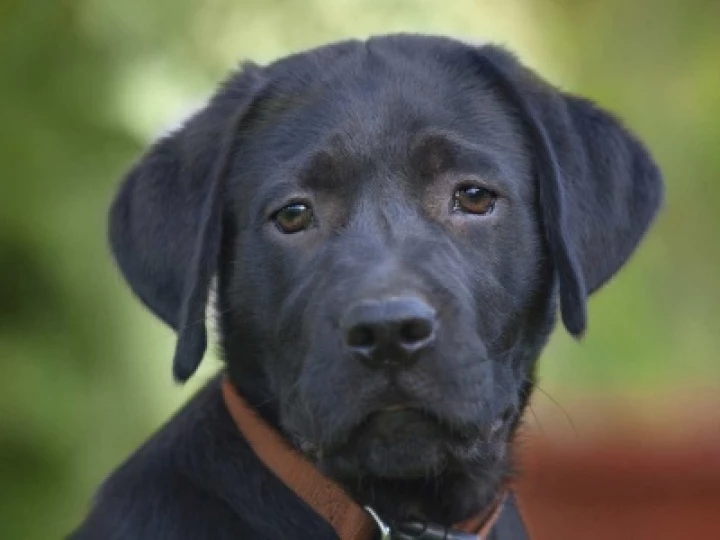 black-lab-puppy