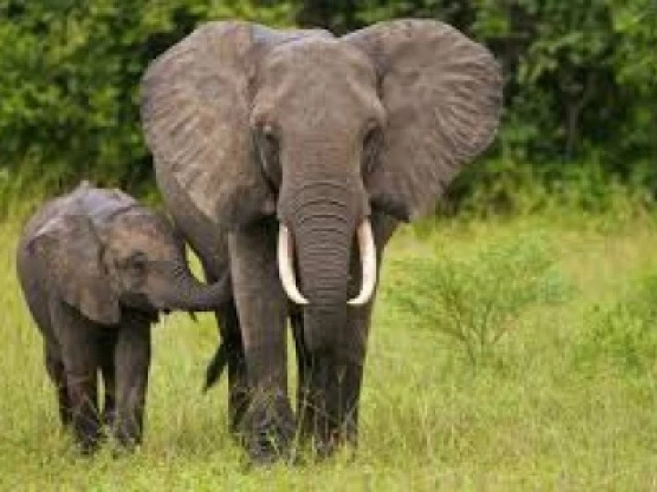 elephant