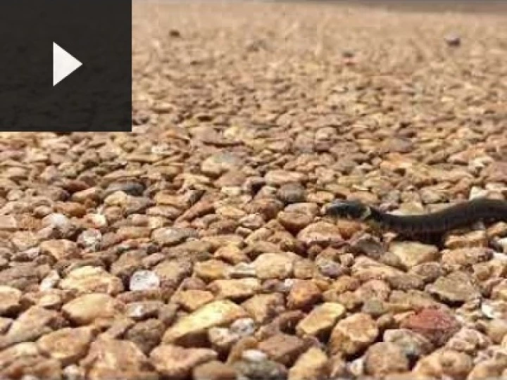 Snake in the