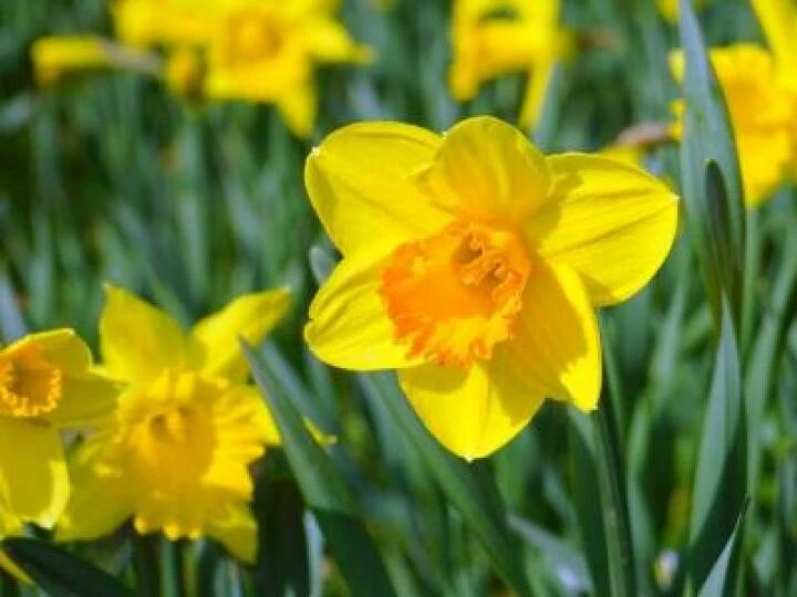 daffodil