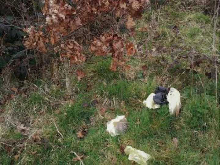 dog poo