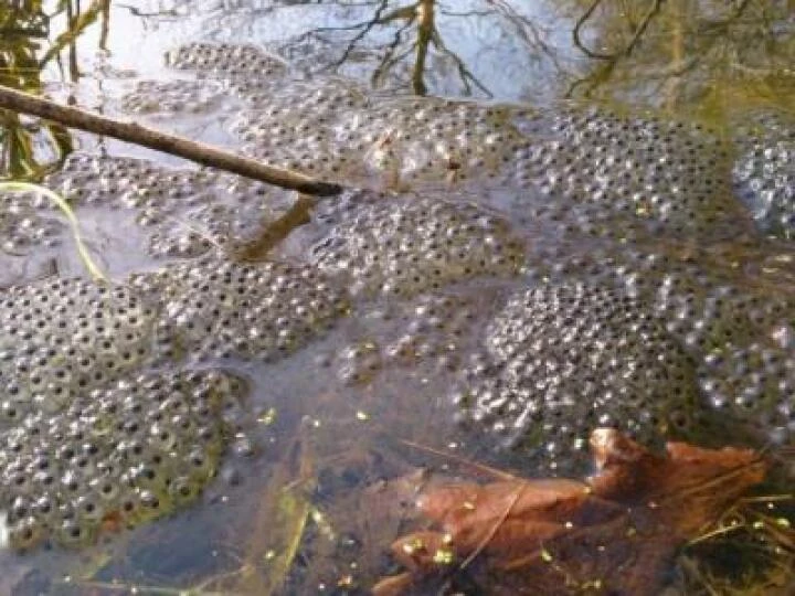 frog-spawn-m223042-M368009