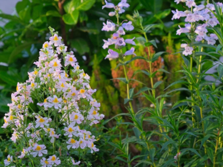 Evening Light