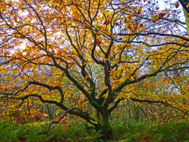 Wild Sweet Chestnut (Castanea Sativa)_s00746