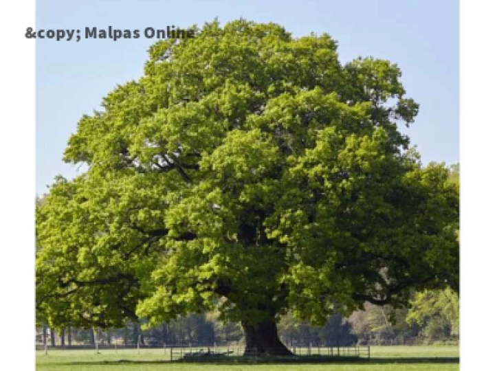 oak tree