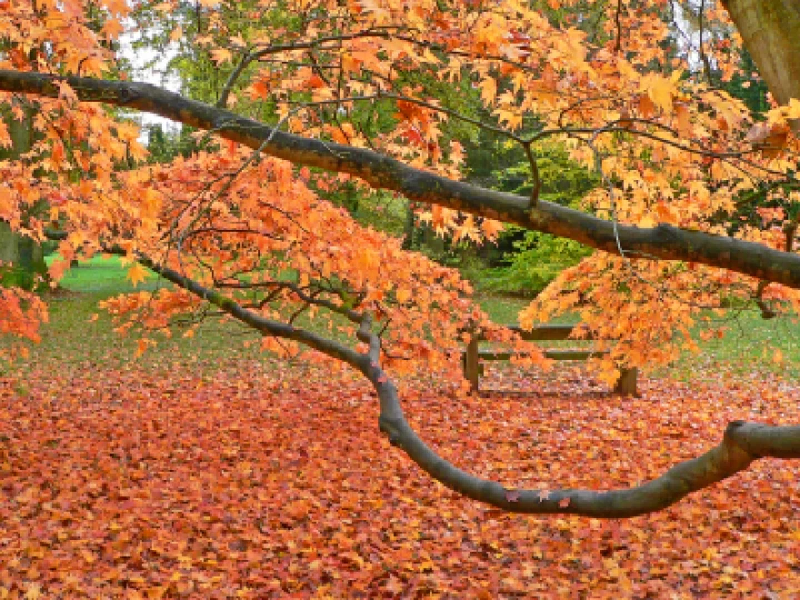 Amber Autumn