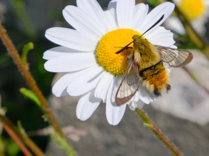 ~Diurnal moth of the order Sphingidae_F3483