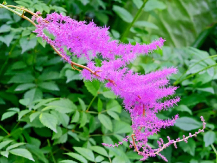 rr The Power of Pink F3715