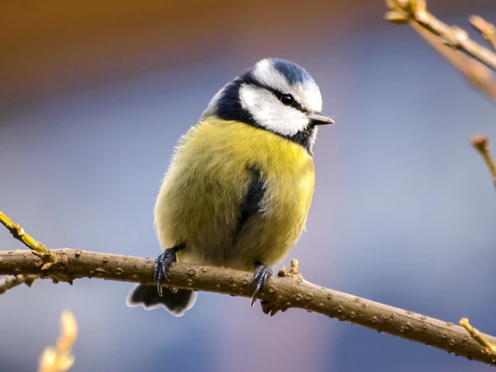 Yellow and White Bird