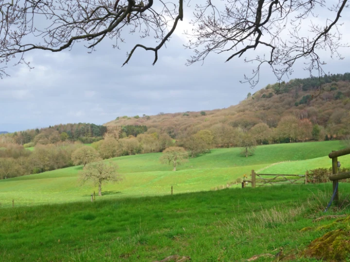 Field and Forest