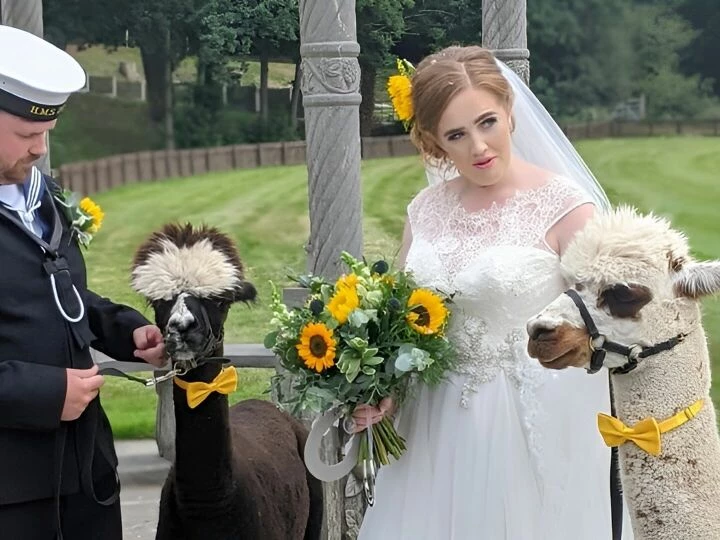 Alpaca Wedding Hire Uk 2