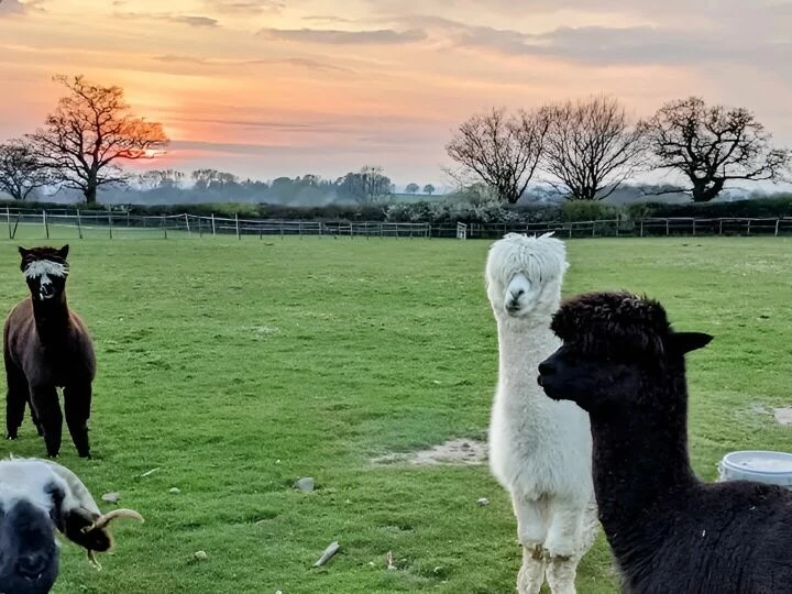 Pacca and Pimms 1