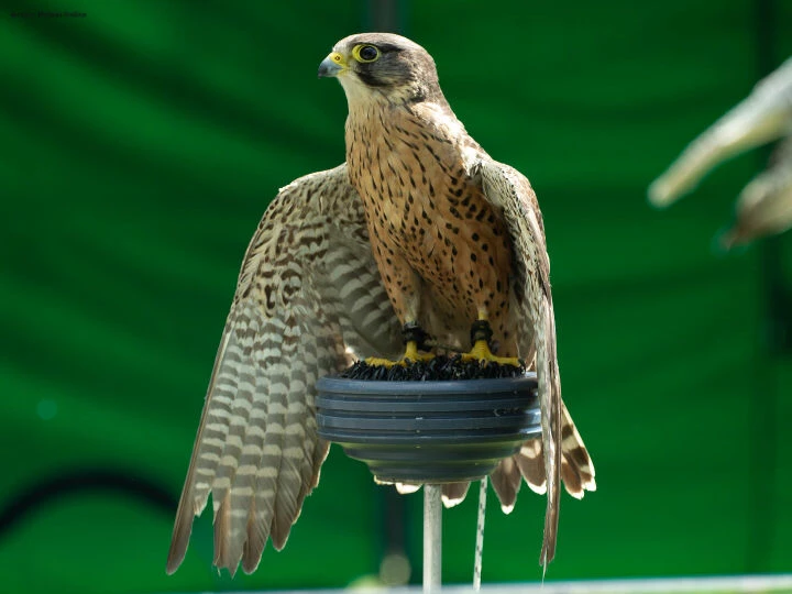 Peregrine Falcon