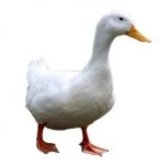 Aylesbury Duck on white