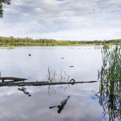 Blakemere Moss at Dawn