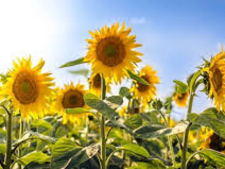 sunflowers 2
