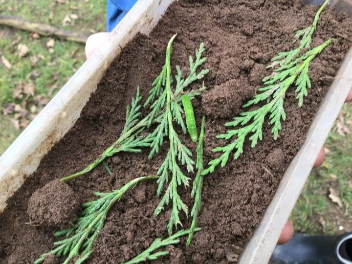 Forest schools