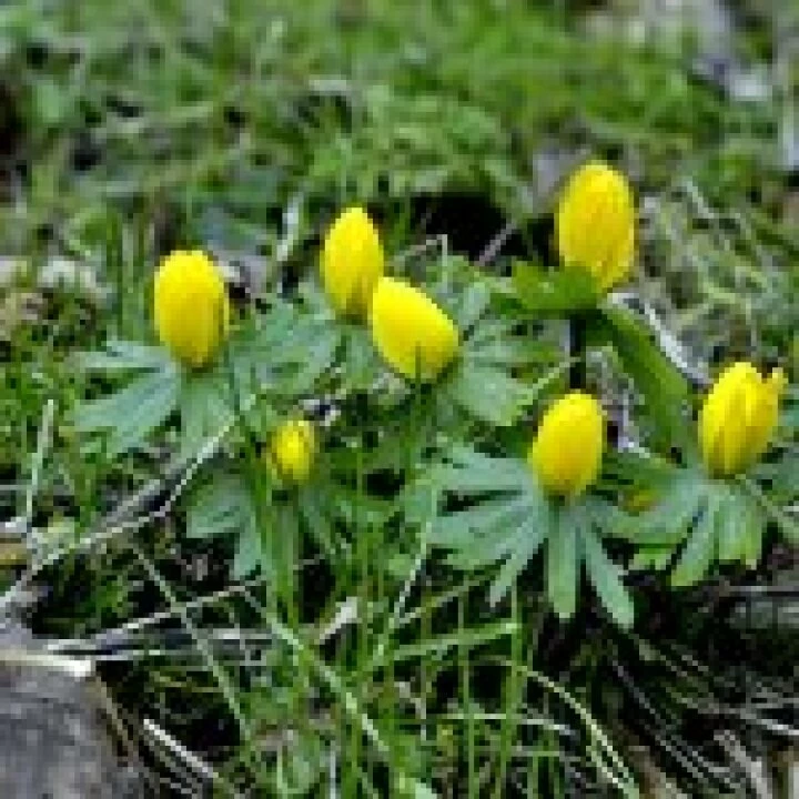 Snakemoor Aconites