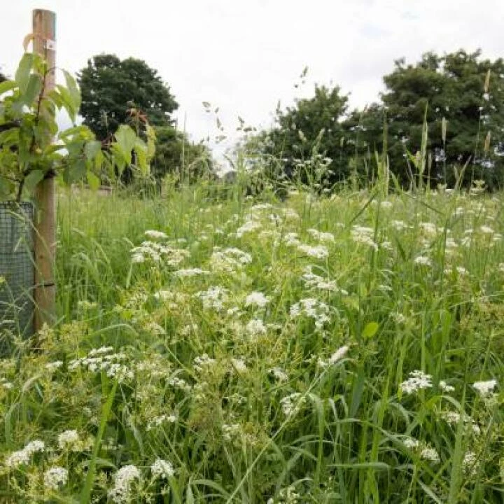 Townsend Community Orchard in May 2017