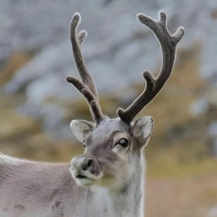 Reindeer