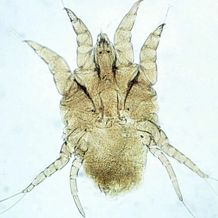 Chorioptic Sarcoptic Mite