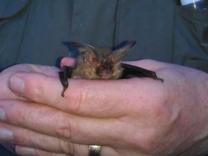 BAT