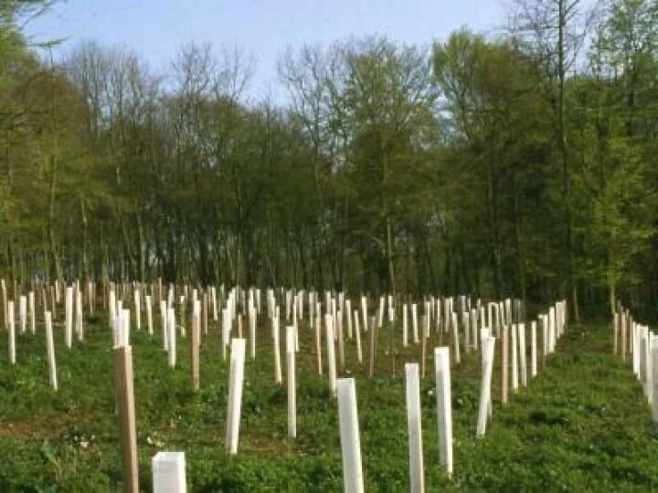 Tree planting – woodland