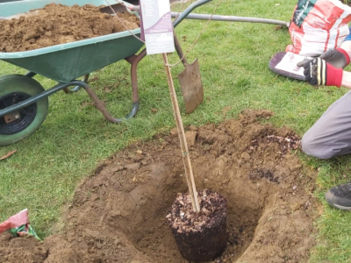 tree planting