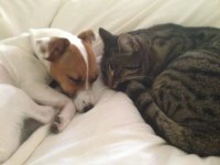 Missing Moggy