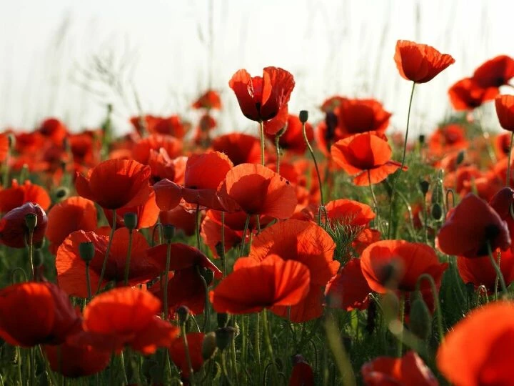 Poppies, meadow, poppy
