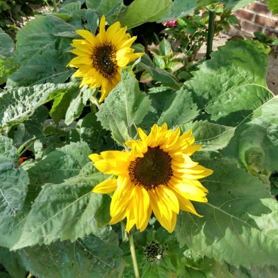 Sunflower 1