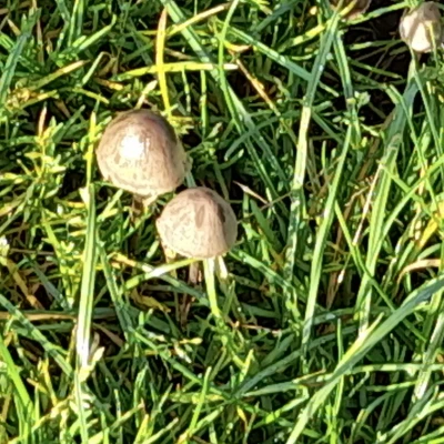 DJW Fungi