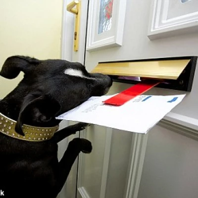 dog taking mail